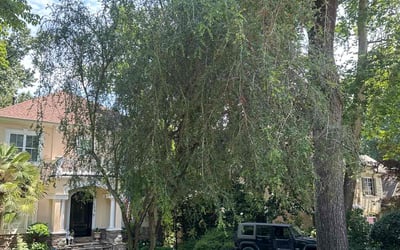 Photo of Emilio C.'s yard after getting lawn care in Jackson, TN