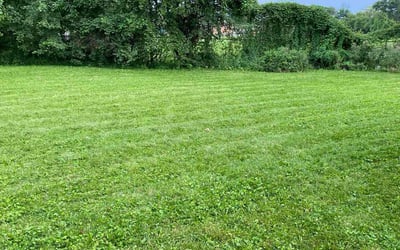 Photo of Karen S.'s yard after getting lawn care in Eastpointe, MI