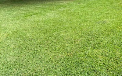 Photo of Nicholas L.'s yard after getting lawn care in Yakima, WA