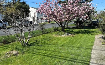 Photo of Terry M.'s yard after getting lawn care in Chester, PA