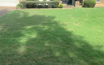 Photo of Edna C.'s yard after getting lawn care in Memphis, TN