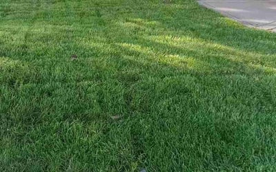 Photo of Reese H.'s yard after getting lawn care in Moreno Valley, CA