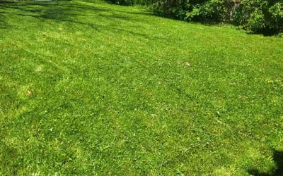 Photo of Dustin R.'s yard after getting lawn care in Taunton, MA
