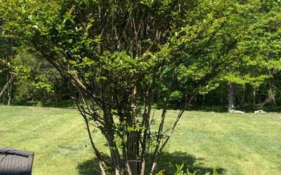 Photo of Randy F.'s yard after getting lawn care in Nolensville, TN