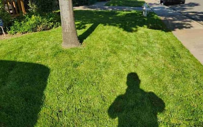 Photo of Dante K.'s yard after getting lawn care in Madison, WI