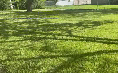Photo of Sabra J.'s yard after getting lawn care in Friendswood, TX