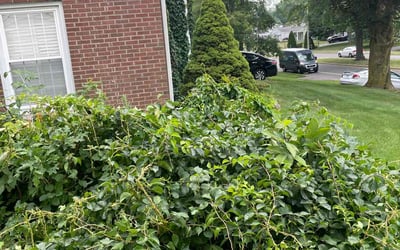 Photo of R. F.'s yard after getting tree care in Stafford, VA