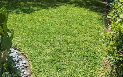 Photo of Christopher H.'s yard after getting lawn care in Atlantic Beach, FL