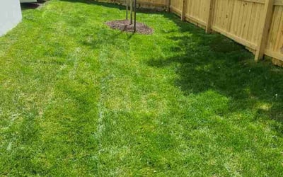 Photo of Clarence J.'s yard after getting lawn care in Chevy Chase, MD