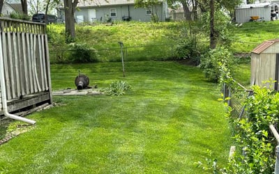 Photo of Barbara W.'s yard after getting lawn care in Gladstone, MO
