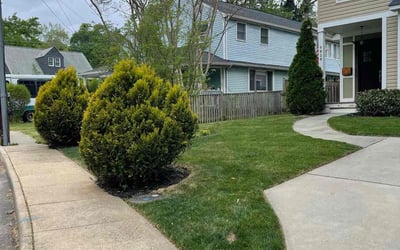 Photo of Anna E.'s yard after getting lawn care in Falls Church, VA