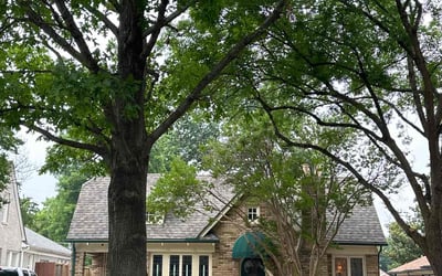 Photo of Yong Z.'s yard after getting tree care in Coppell, TX