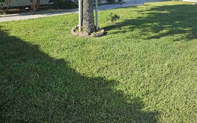 Photo of Frank R.'s yard after getting lawn care in Anaheim, CA