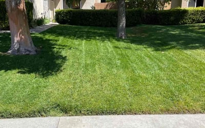 Photo of Denise B.'s yard after getting lawn care in La Quinta, CA