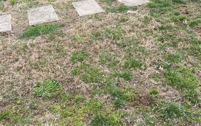 Photo of Dana S.'s yard after getting tree care in Charles Town, WV