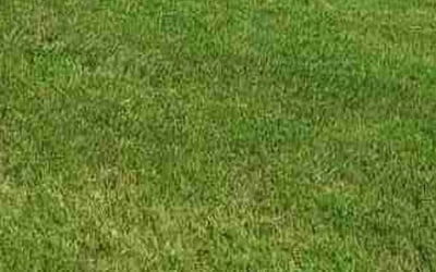 Photo of Jeannie G.'s yard after getting lawn care in Gardendale, AL