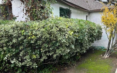 Photo of James S.'s yard after getting tree care in Savannah, GA