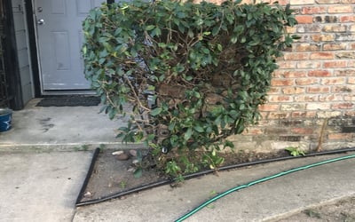 Photo of Greg B.'s yard after getting lawn care in Lincoln, CA