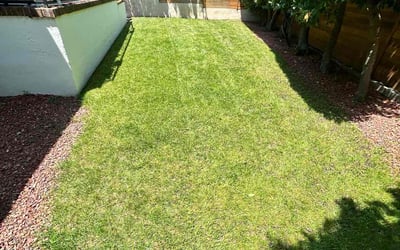 Photo of Lisa O.'s yard after getting lawn care in Pasadena, CA