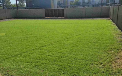 Photo of Zaid A.'s yard after getting lawn care in Tempe, AZ