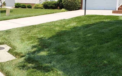 Photo of Savannah S.'s yard after getting tree care in Sandston, VA