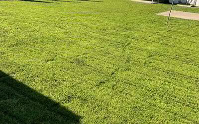 Photo of Ervey D.'s yard after getting lawn care in Southaven, MS