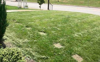 Photo of Sandra J.'s yard after getting lawn care in Chicago Ridge, IL