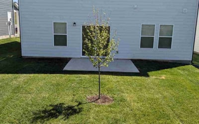 Photo of Patricia P.'s yard after getting lawn care in White Bluff, TN