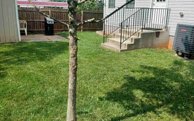 Photo of Dana K.'s yard after getting lawn care in Lexington, SC