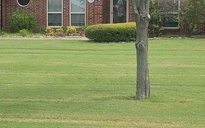 Photo of Stevenson J.'s yard after getting lawn care in Terrell, TX