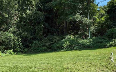 Photo of Lisa H.'s yard after getting lawn care in Naugatuck, CT