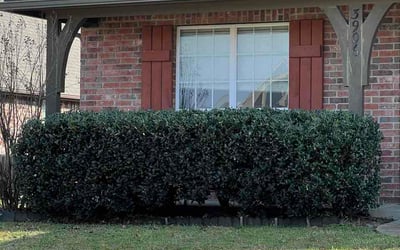 Photo of Clement W.'s yard after getting lawn care in Mebane, NC