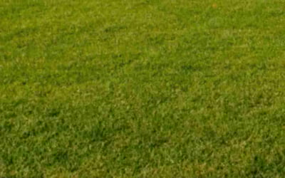 Photo of Blake D.'s yard after getting lawn care in Pell City, AL