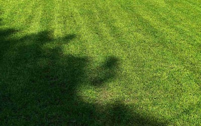 Photo of Krysta C.'s yard after getting lawn care in Stockbridge, GA