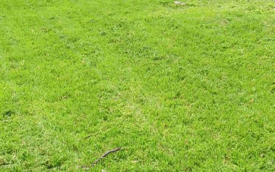 Photo of Zee B.'s yard after getting lawn care in New Castle, DE