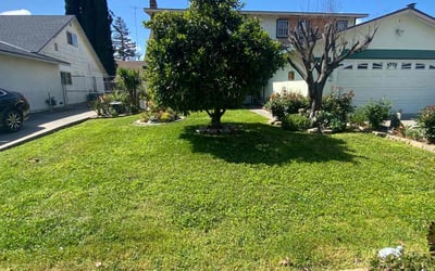 Photo of Molly F.'s yard after getting lawn care in South Lake Tahoe, CA