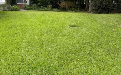 Photo of Tiffany Y.'s yard after getting lawn care in Princeton, NC