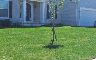 Photo of Kim A.'s yard after getting lawn care in Reynoldsburg, OH