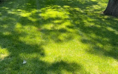 Photo of Britt B.'s yard after getting lawn care in Holbrook, NY