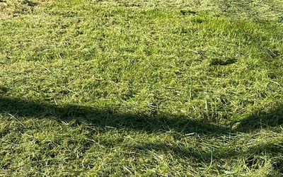 Photo of Stephanie S.'s yard after getting lawn care in Glen Burnie, MD