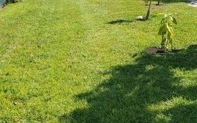 Photo of Kit B.'s yard after getting lawn care in Sarasota, FL