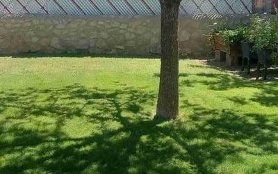 Photo of Dee W.'s yard after getting lawn care in El Paso, TX