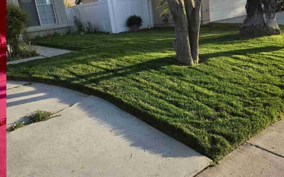 Photo of Elizabeth C.'s yard after getting lawn care in Moreno Valley, CA