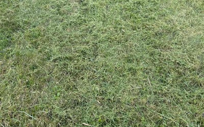 Photo of Ken A.'s yard after getting lawn care in Hawley, PA