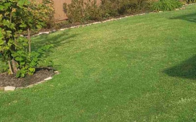 Photo of Bill G.'s yard after getting lawn care in Shreveport, LA
