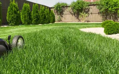 Photo of Noel P.'s yard after getting lawn care in Allen Park, MI