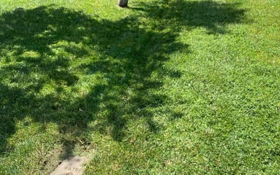 Photo of Xiaomei Z.'s yard after getting lawn care in Menifee, CA