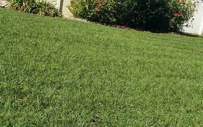 Photo of Nathan M.'s yard after getting lawn care in Sarasota, FL