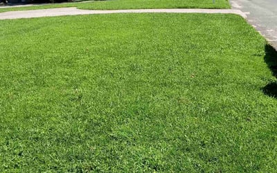 Photo of Jennifer P.'s yard after getting lawn care in Towson, MD
