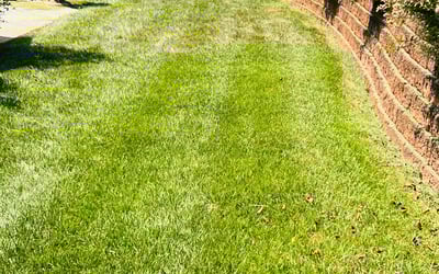 Photo of Daniel C.'s yard after getting lawn care in Statesville, NC
